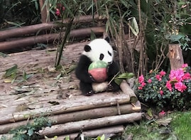 Highlight Chengdu Panda Trip and Customised Sightseeing