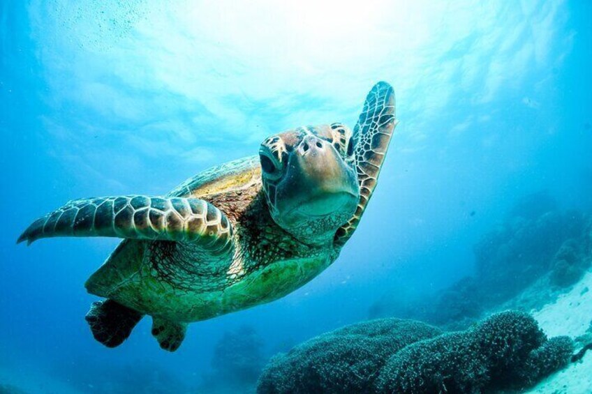 Snorkelling with marine life