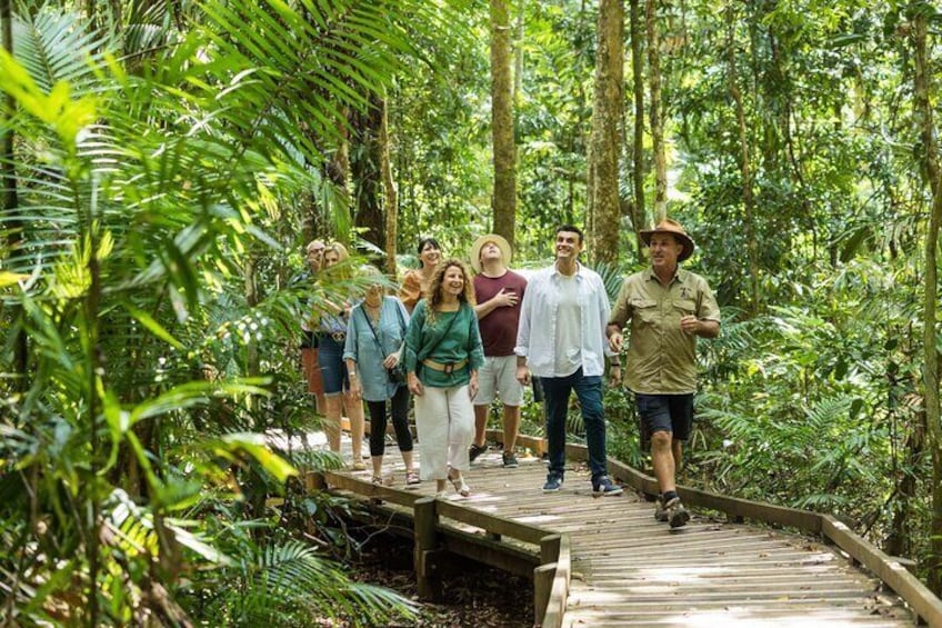 Guided Daintree Rainforest Boardwalk Tour