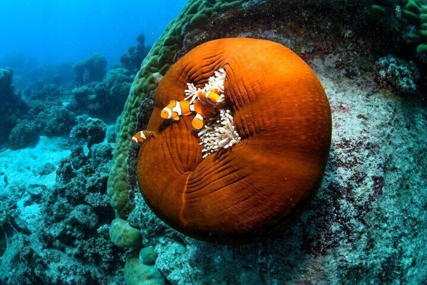 Marine life at the Outer Reef