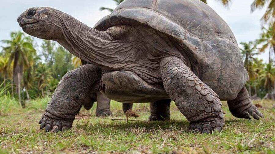 Private Guided Tour to Prison Island, Nakupenda Beach, Stone Town