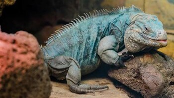 Full Tour of Grand Cayman Island