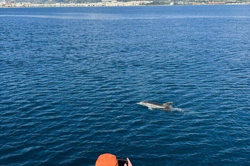 2-hour excursion in search of dolphins/drinks and snacks