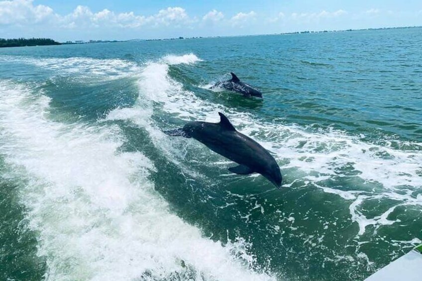 Dolphins Playing