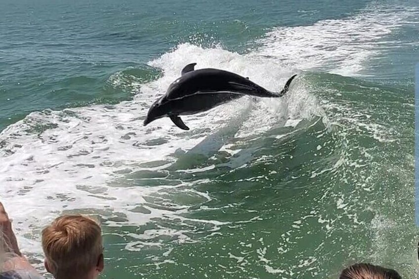 Seeing Dolphins through the eyes of a young child...Priceless!