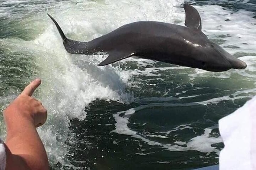 Dolphins playing so close to the boat you can almost touch them.