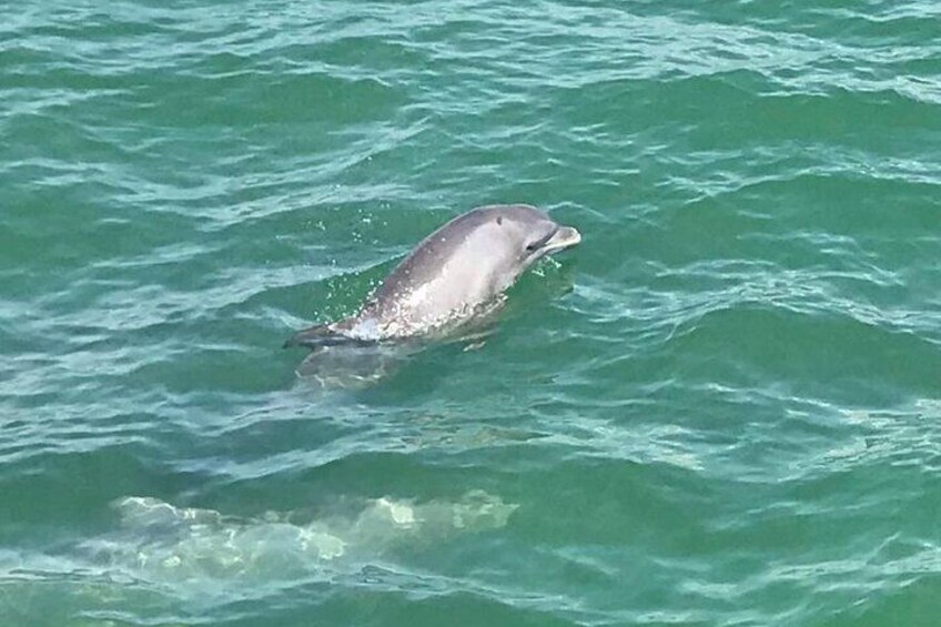 Dolphins Feeding