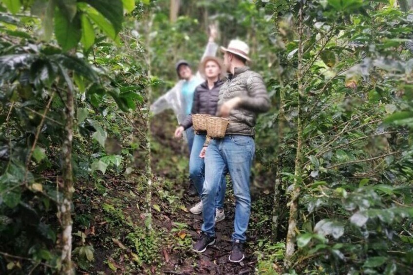 Cocora Valley, Salento and Coffee Farm Day Tour