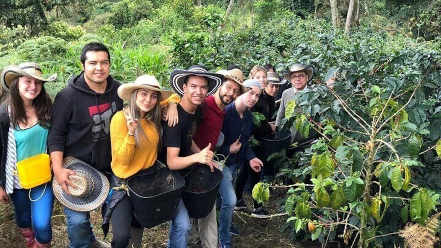 Cocora Valley, Salento and Coffee Farm Day Tour