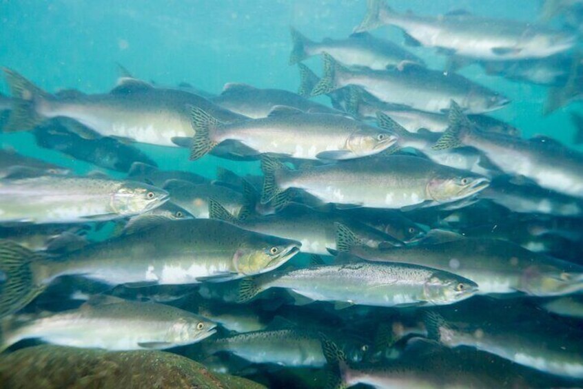 Salmon Hatchery