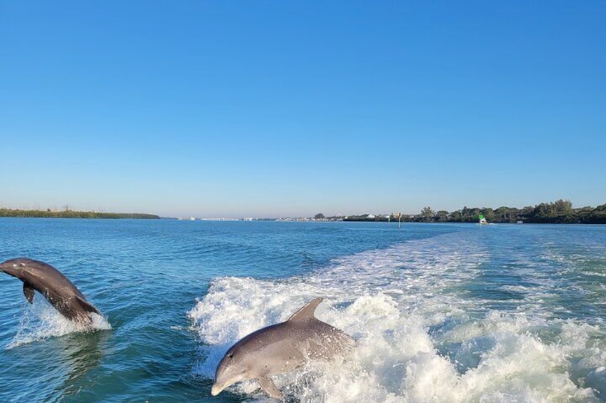 Private Siesta Funship Adventure/Dolphin Cruise Sandbar Stops