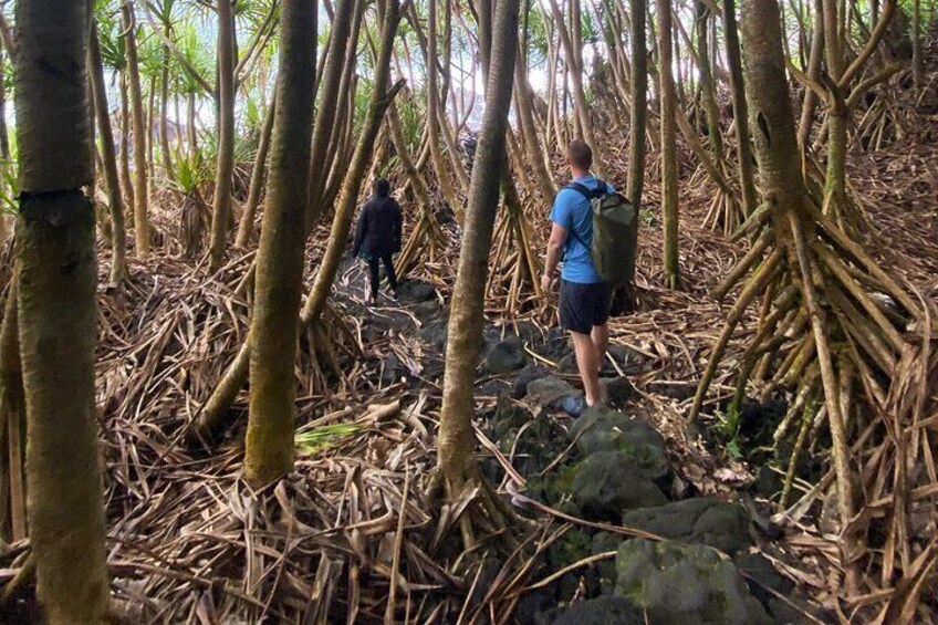 Short Private Hike To Secret Jungle Tide Pool