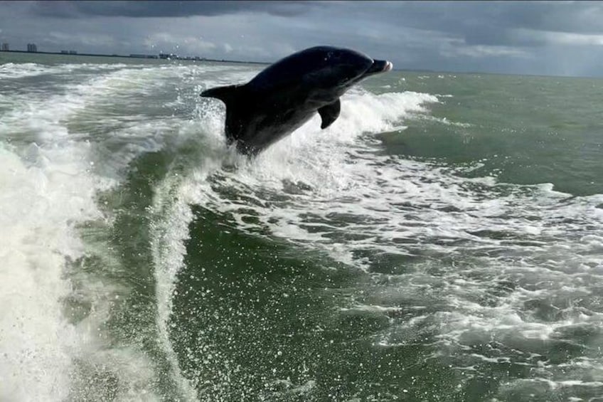 Dolphin Tours - Fort Myers Beach / Estero Bay