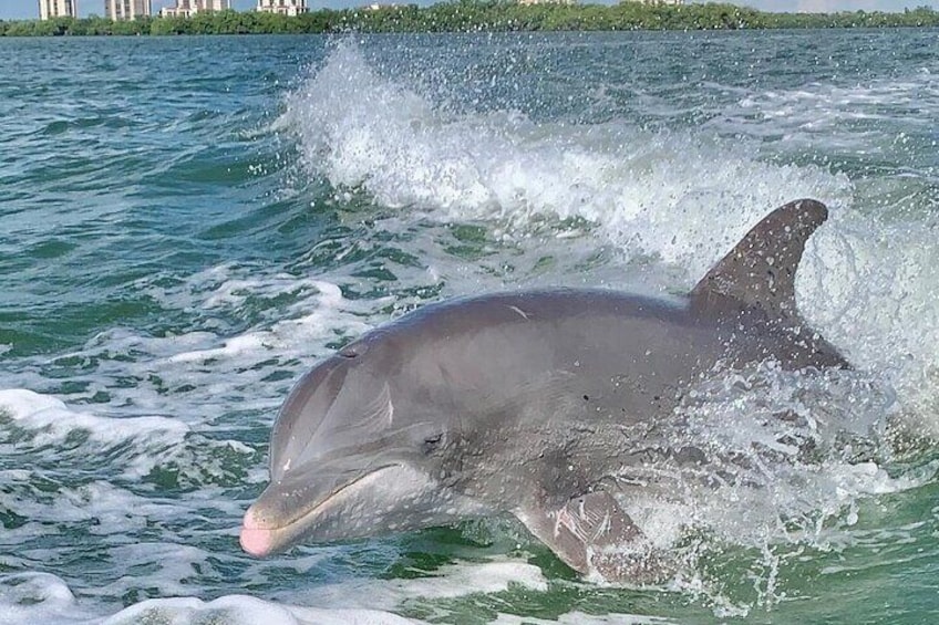 Dolphin Tours - Fort Myers Beach / Estero Bay