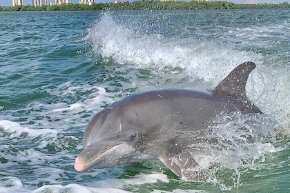 Dolphin Tours - Fort Myers Beach / Naples
