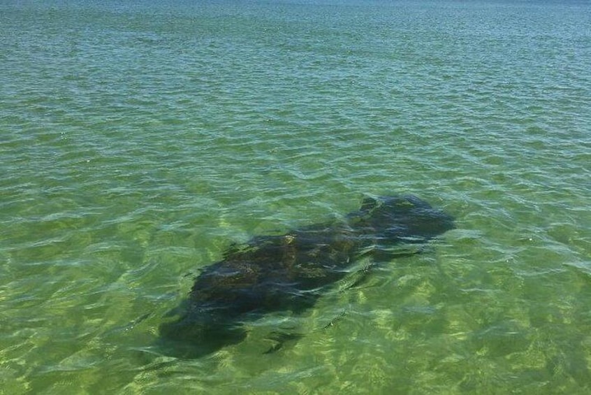 Dolphin Tours - Fort Myers Beach / Estero Bay