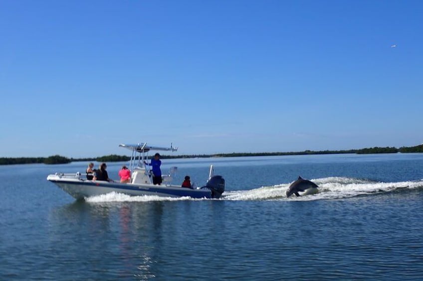 Dolphin Tours - Fort Myers Beach / Estero Bay