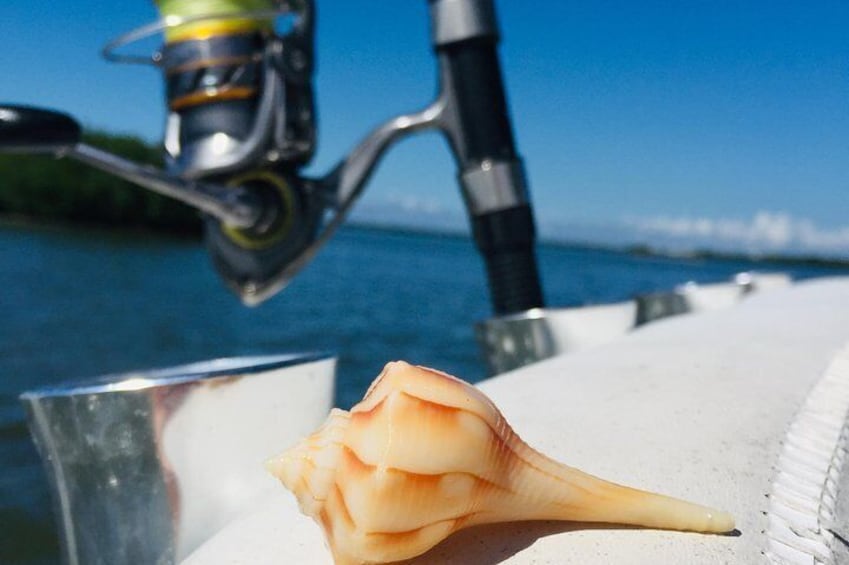 Shelling Tours - Fort Myers Beach / Estero Bay