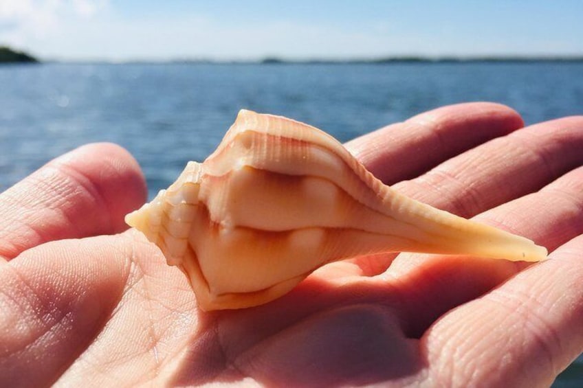 Shelling Tours - Fort Myers Beach / Estero Bay