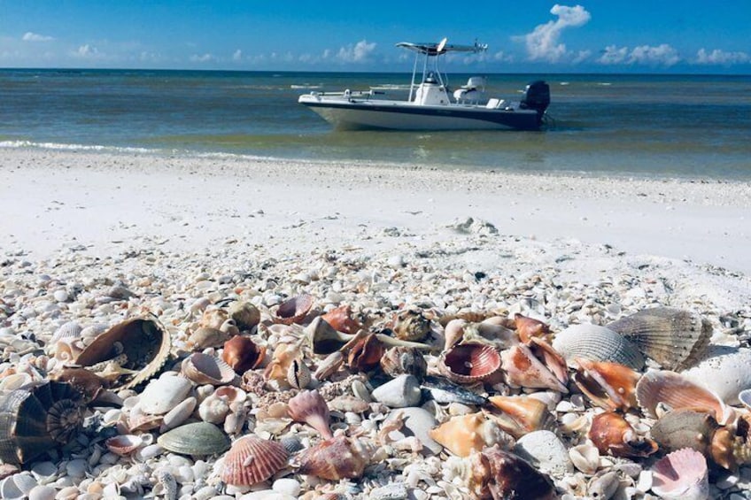 Shelling Tours - Fort Myers Beach / Estero Bay