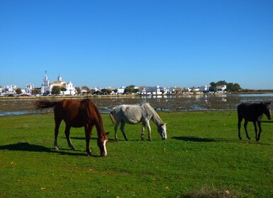 Doñana-Nationalpark Off-Road-Tour ab Sevilla