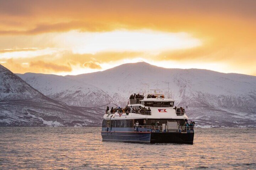 Whale & Arctic Wildlife Safari