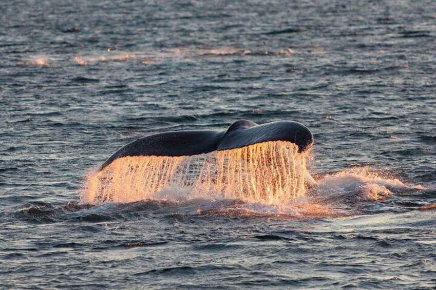 Whale & Arctic Wildlife Safari