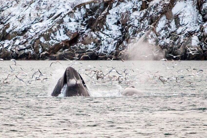 Whale & Arctic Wildlife Safari