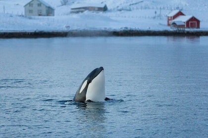 Whale & Arctic Wildlife Safari