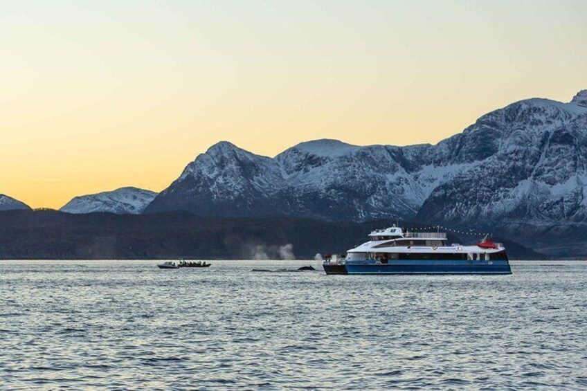 Whale & Arctic Wildlife Safari