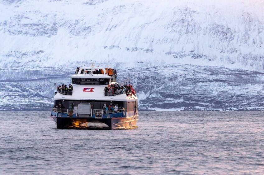 Whale & Arctic Wildlife Safari