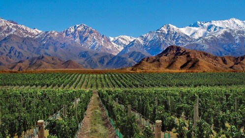 Wijnroute van een halve dag met wijnproeverij in Mendoza