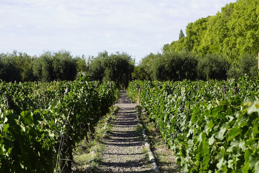 Half-Day Wineries Tour with Wine Tasting in Mendoza