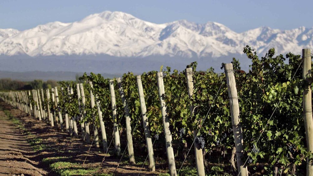 Half-Day Wineries Tour with Wine Tasting in Mendoza