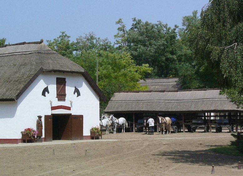 Picture 7 for Activity From Budapest: Puszta Horse Show and Countryside Visit