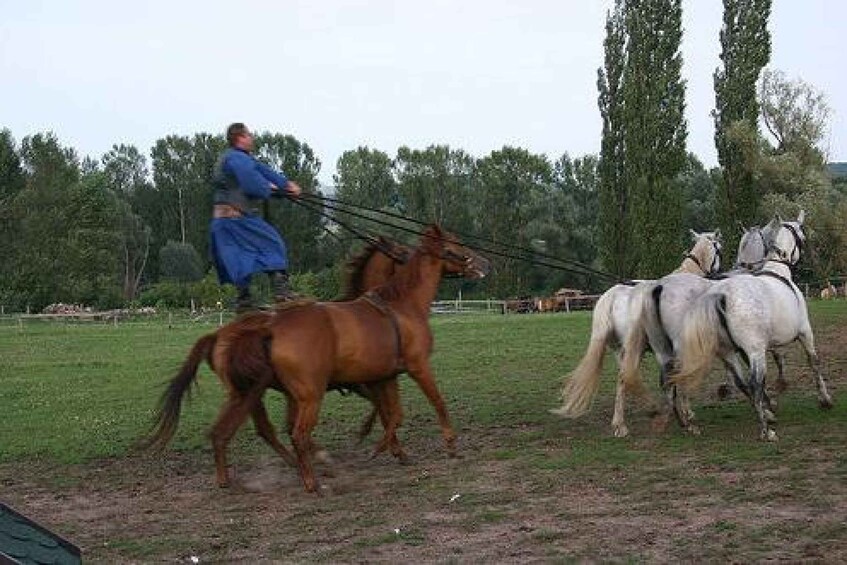 Picture 3 for Activity Day Trip from Budapest: Puszta Horse Show and Countryside
