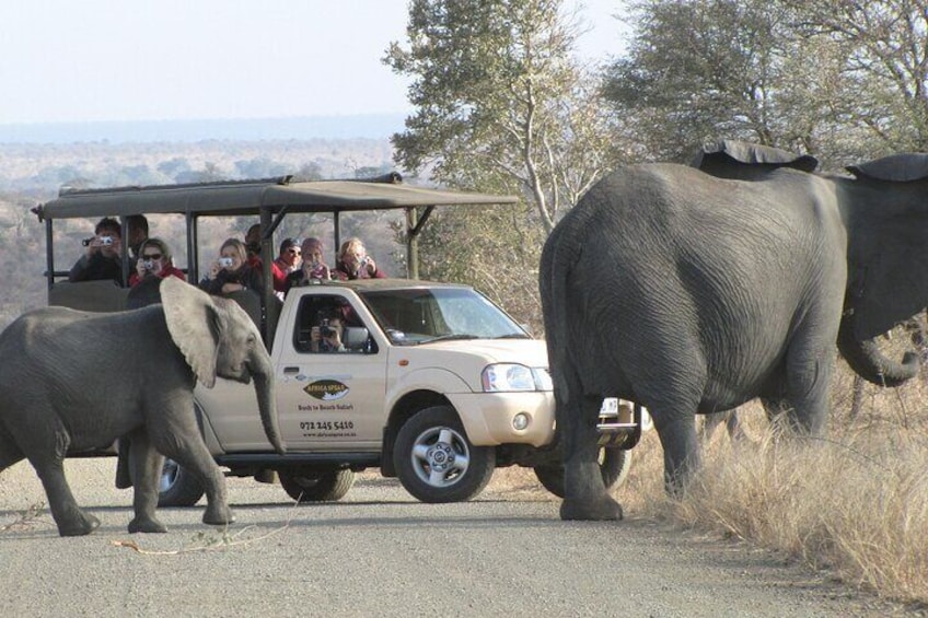 Elephants Crossing