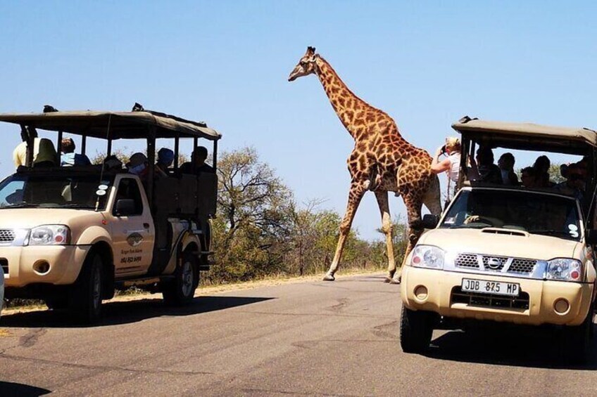 Giraffe Crossing