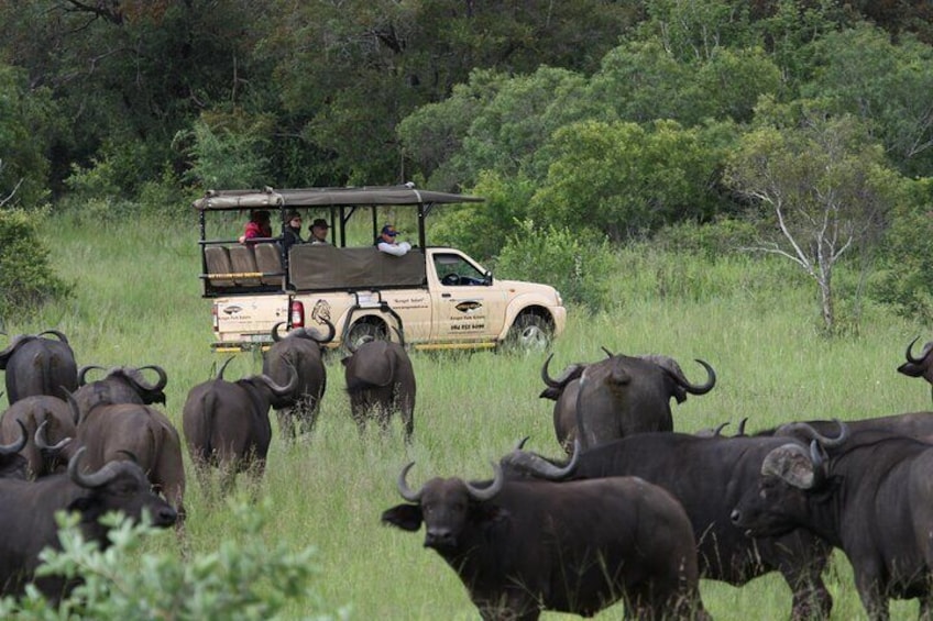 Between a Buffalo Herd