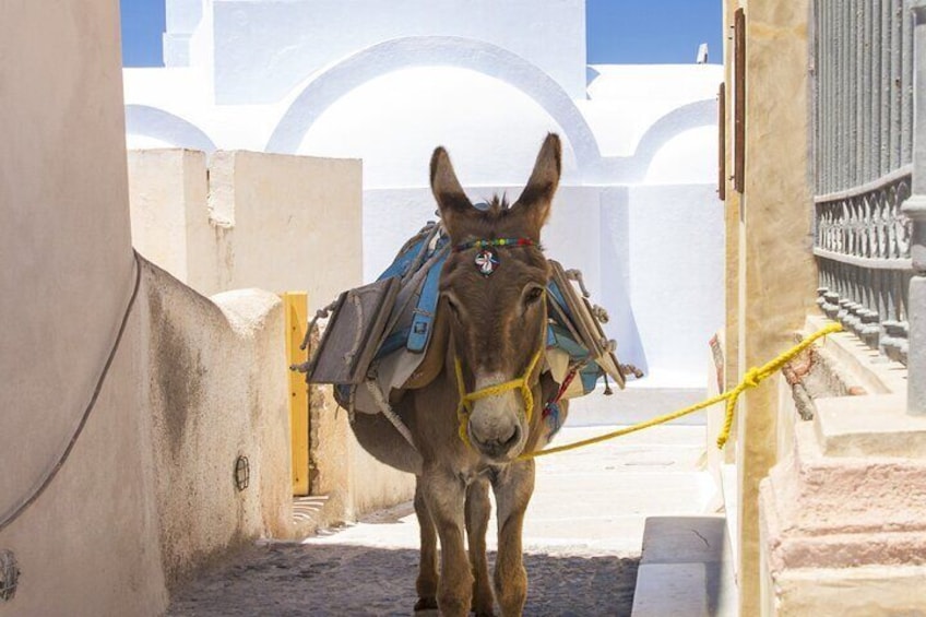 Mr Donkey in Pyrgos village.