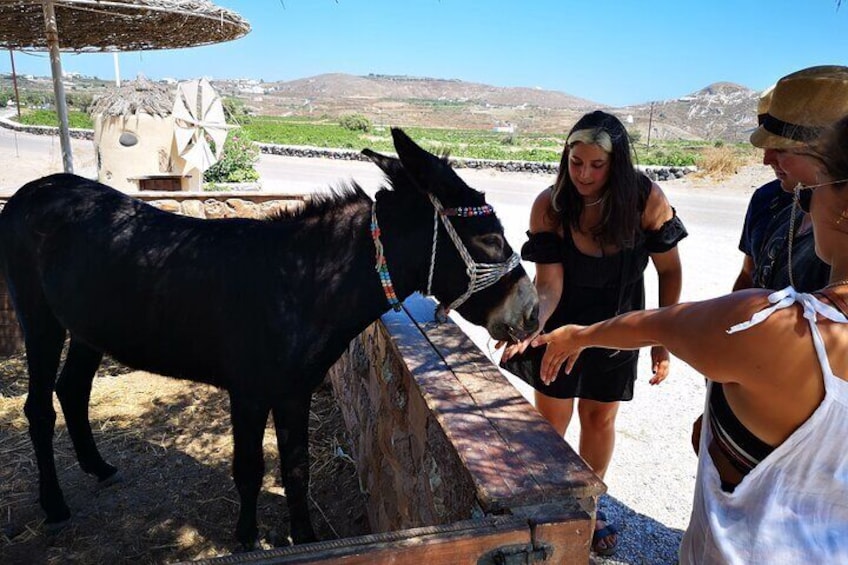 Famous donkeys of Santorini