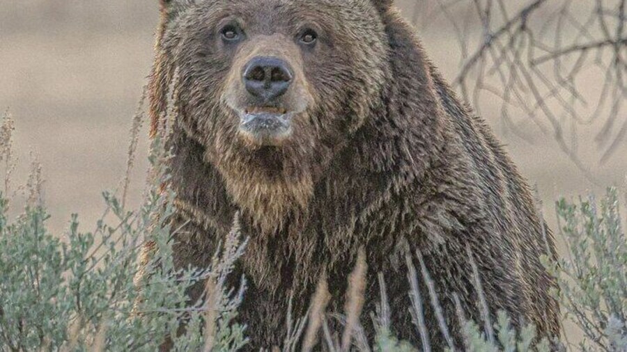 2-Day Private Yellowstone Tou