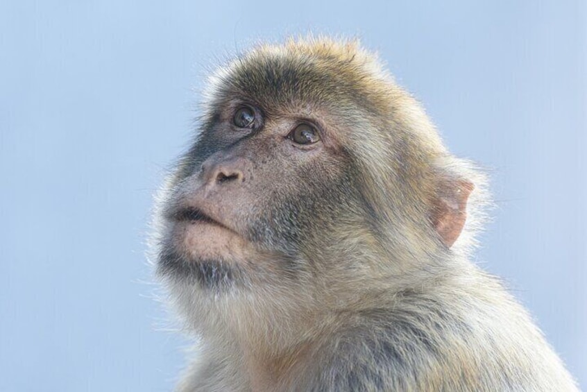 Barbary Macaque