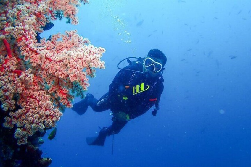 Coral Bali Dive