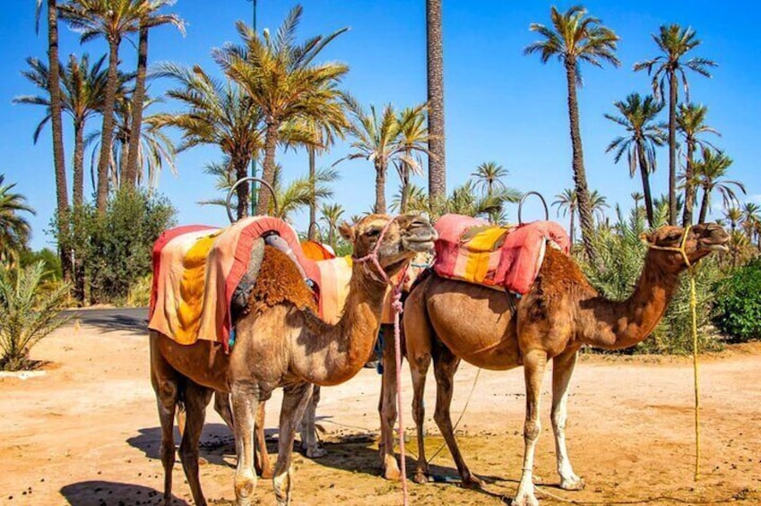 Camel Ride in the Palm Grove of Marrakech