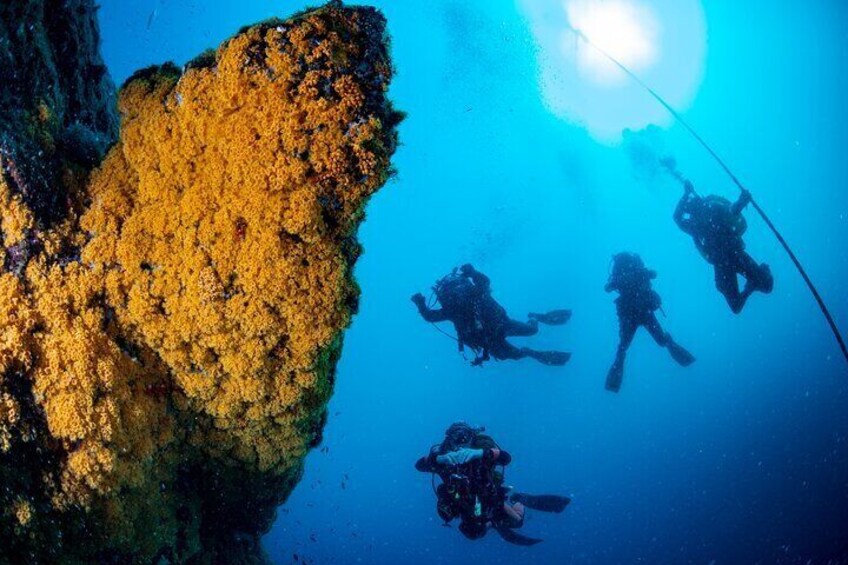 5-Hour Scuba Diving with Certified Instructor from Sorrento