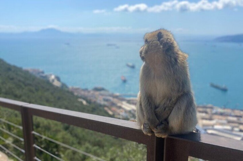 Famous Barbary Macaques