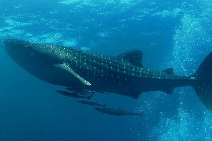 Snorkelling tour with Whale Shark in Holbox Island