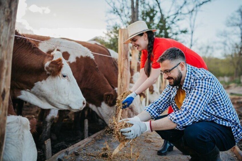 Farm Tour with Cheese Making Class in ​​​​​​​Castelfranco Emilia