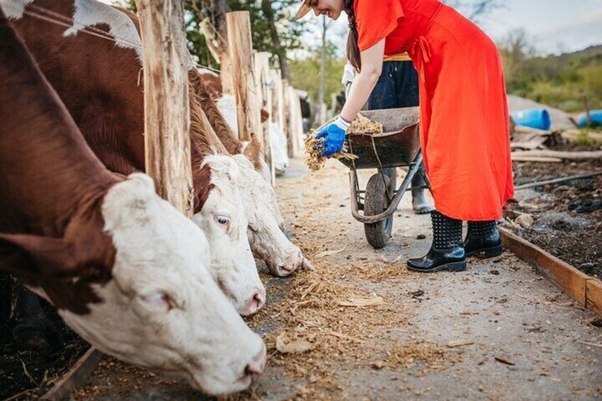 Farm Tour with Cheese Making Class in ​​​​​​​Castelfranco Emilia